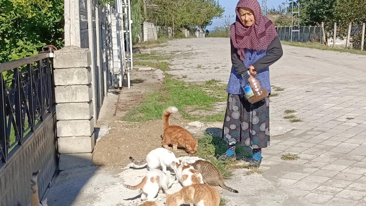 Yıllardır 50 kedi ile yaşıyor! Oğlunun verdiği para ile hepsini onlara harcıyor