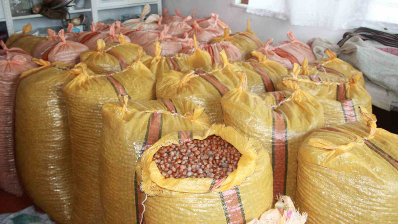 Fındık üreticilerinin "artış" beklentisi: Evde depoluyorlar!