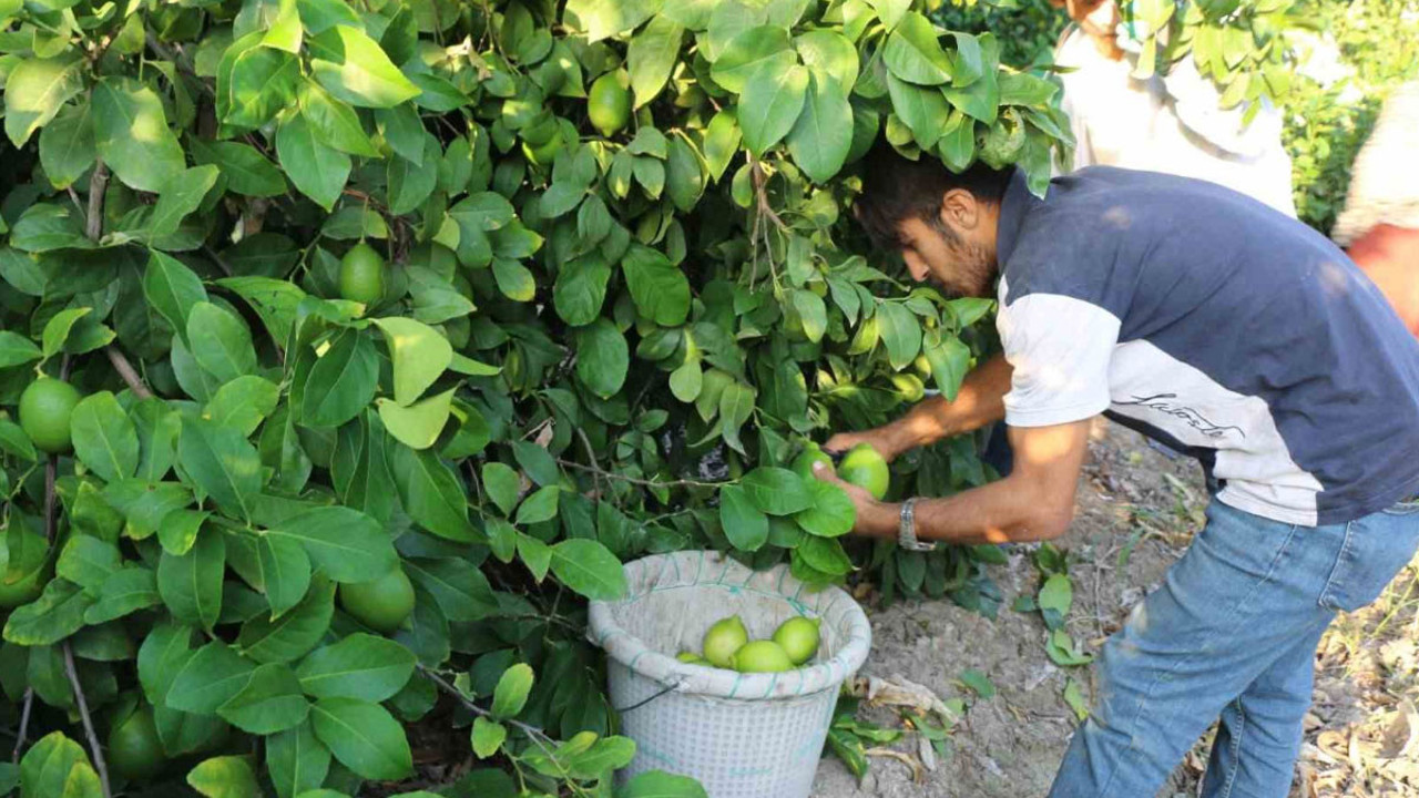 Hasat 25 ve 27 Eylül tarihlerinde başladı! İhracat 2 Ekim'de başlayacak
