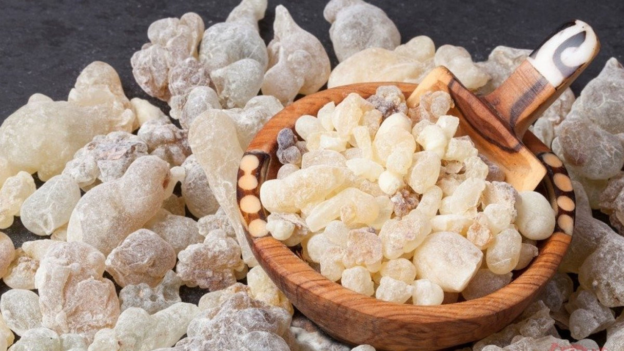 Sandaloz sakızı nedir? Sandaloz sakızı neye iyi gelir? Sandaloz sakızı faydaları nelerdir?