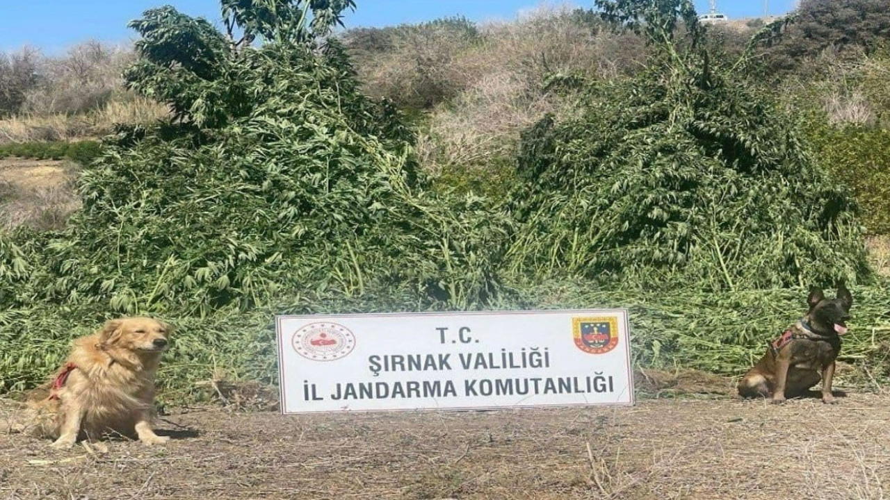 11 milyon liralık operasyon: Kaçak ürünler ve uyuşturucu ele geçirildi!