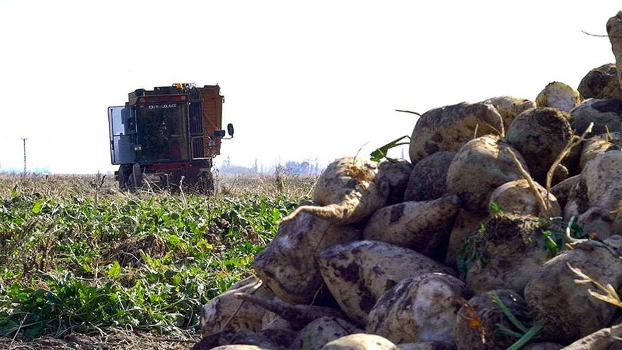 Şeker pancarı alım fiyatları belli oldu