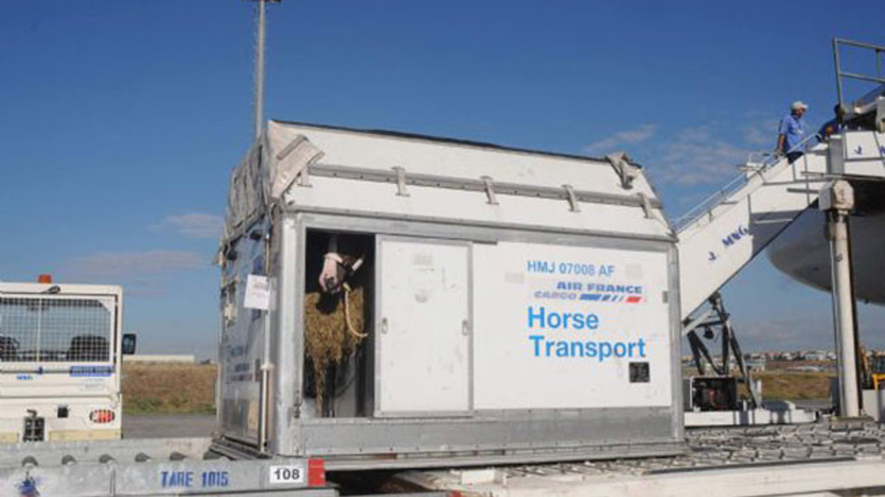 Her biri milyon dolar değerinde!