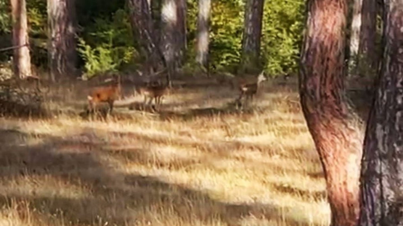 Anne karaca ve yavruları kamerada: Doğanın kalbinden görüntüler!