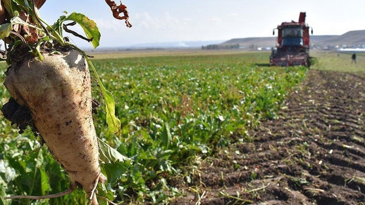 TürkŞeker, şeker pancarı alım fiyatını güncelledi