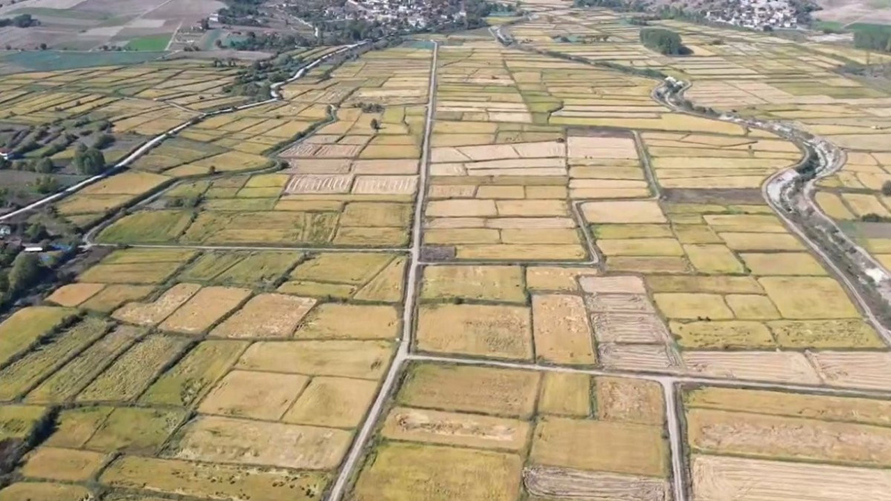 Çeltik hasadı başladı