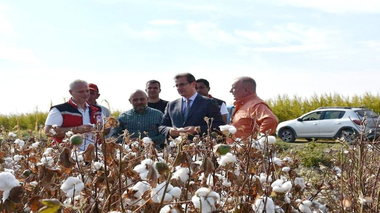 ‘Beyaz Altın’da ilk hasat!