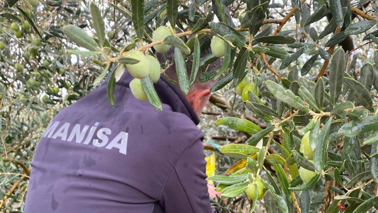 Manisa’da zeytincilere kritik uyarı!