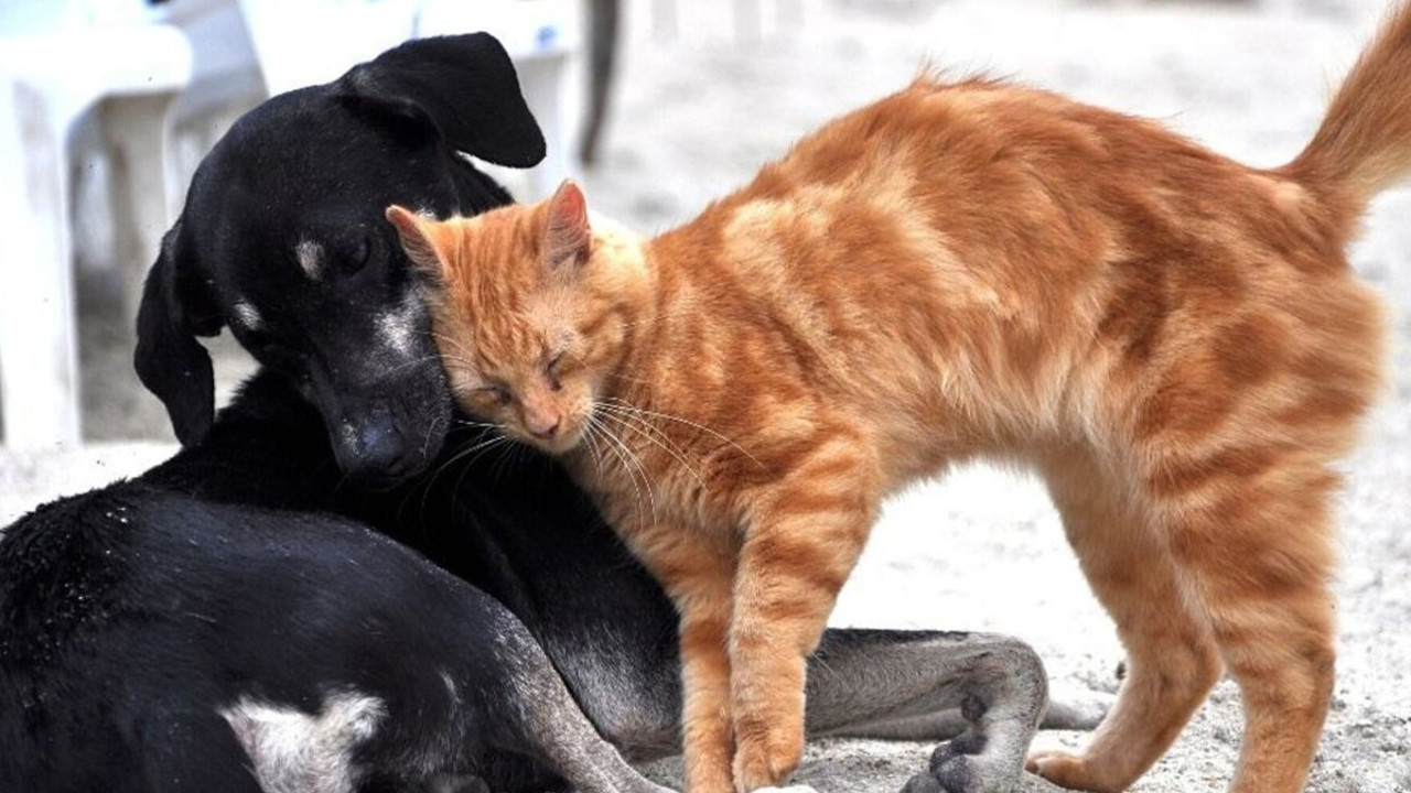 İBB ve İstanbul Vakfı harekete geçti! Sahipsiz kalmayacaklar