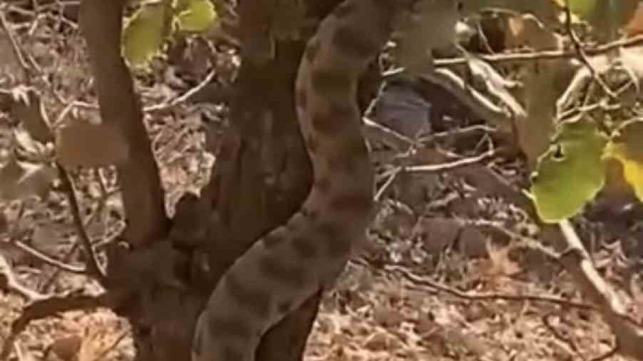 Engerek yılanı ağaca tırmanırken görüldü