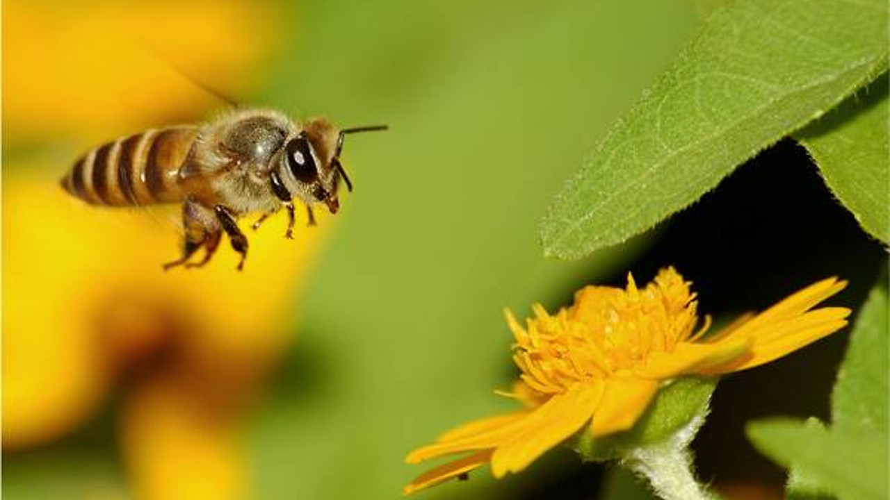 Arılar nesli tükenmekte olan canlılar listesinde