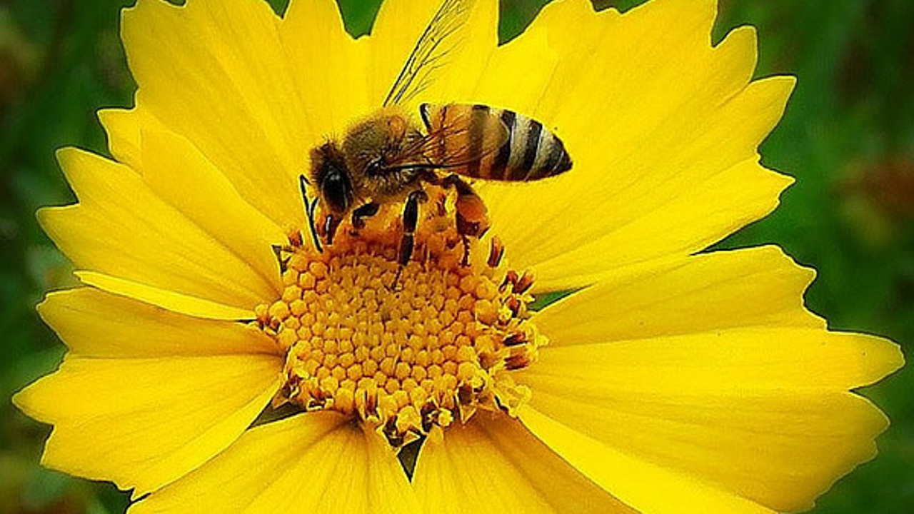 Laboratuvar ortamında sokmayan arı yetiştirildi