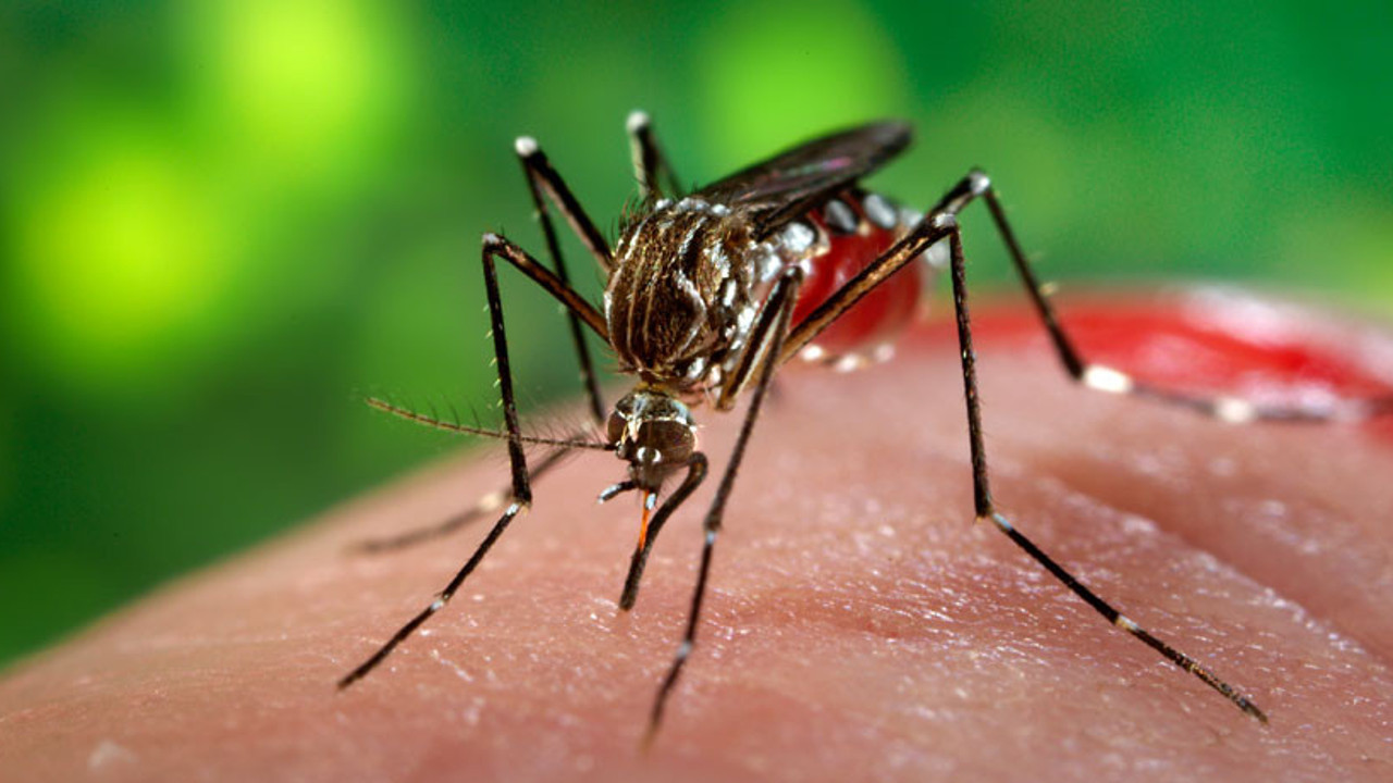 Zika artık dünyayı tehdit etmiyor