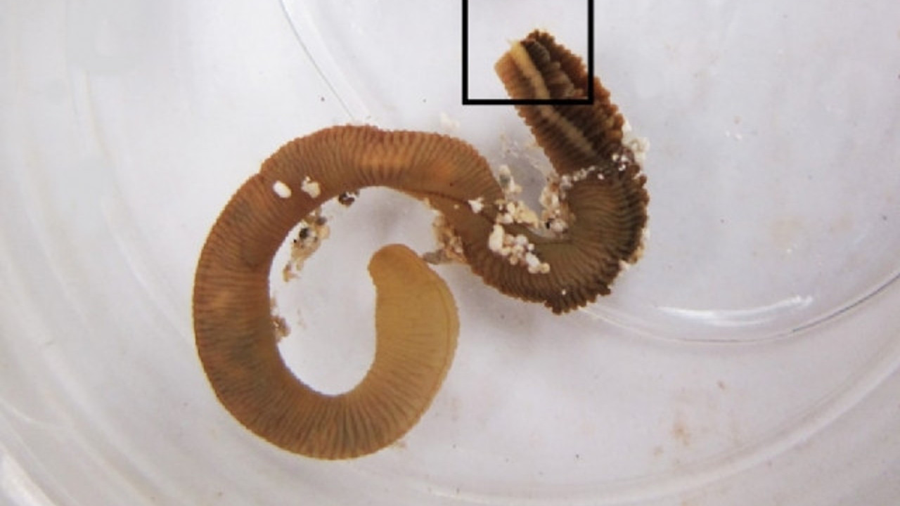 Kesilen organ yeniden büyüyebilir