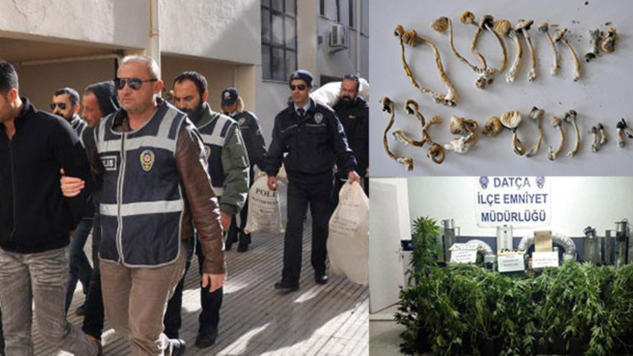 Lüks villaya yapılan baskında 'sihirli mantar' bulundu