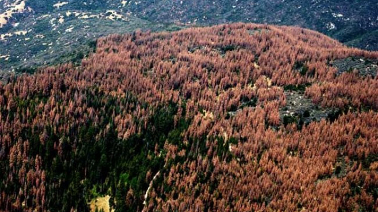 Milyonlarca ağaç yok oldu!