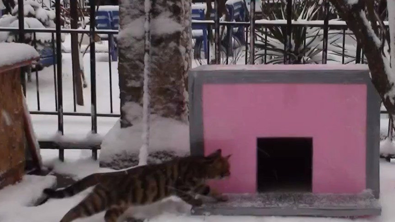 Kadıköy’de kedi evi cinayeti
