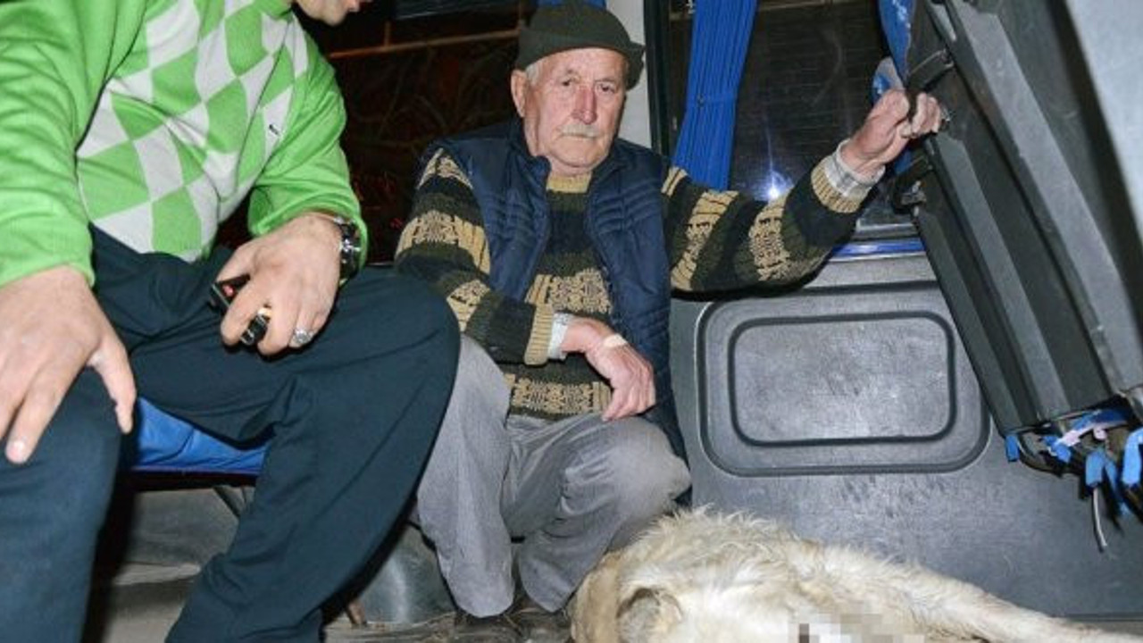 Milas’ta hayvan katliamı!