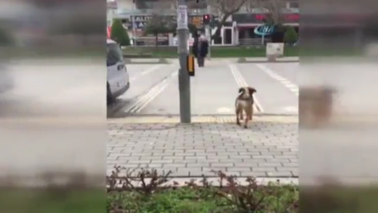 Köpekten insanlık dersi!