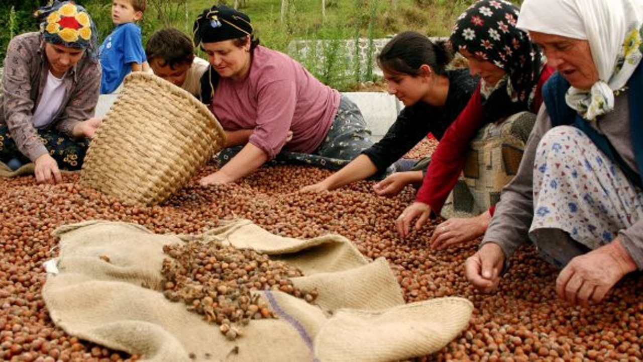 Üreticiden 10 liraya alınan fındığın kilosu, rafta 60 lira!