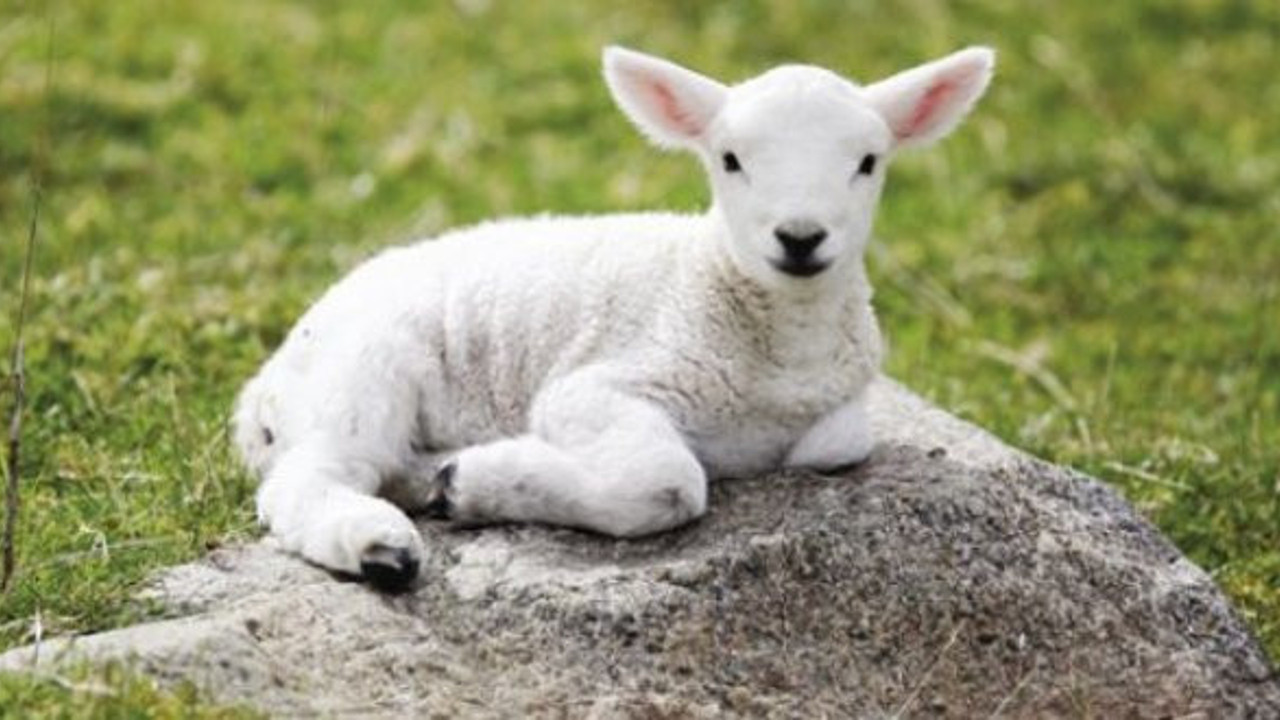 Devlet kuzu ithal edecek