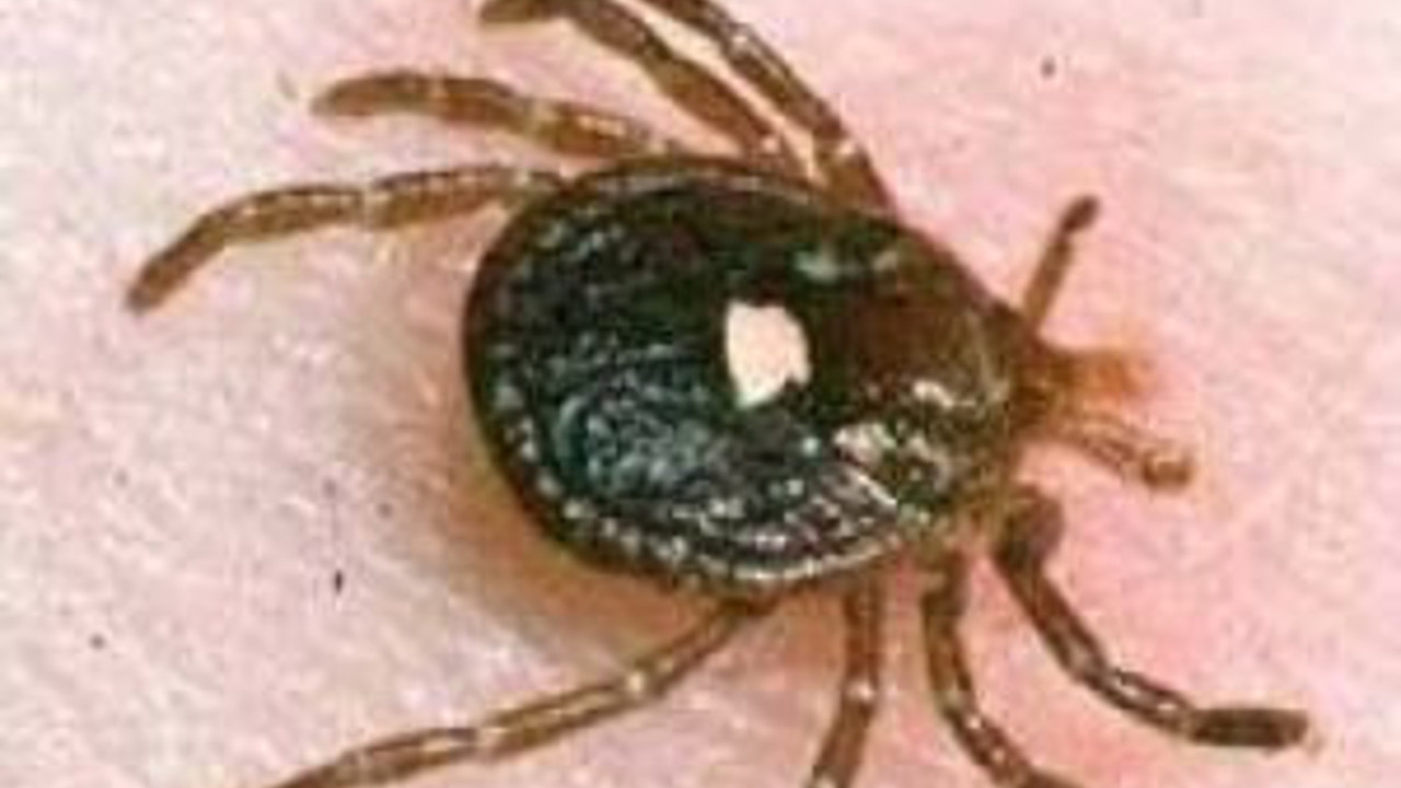 1 haftada 2 kene kurbanı