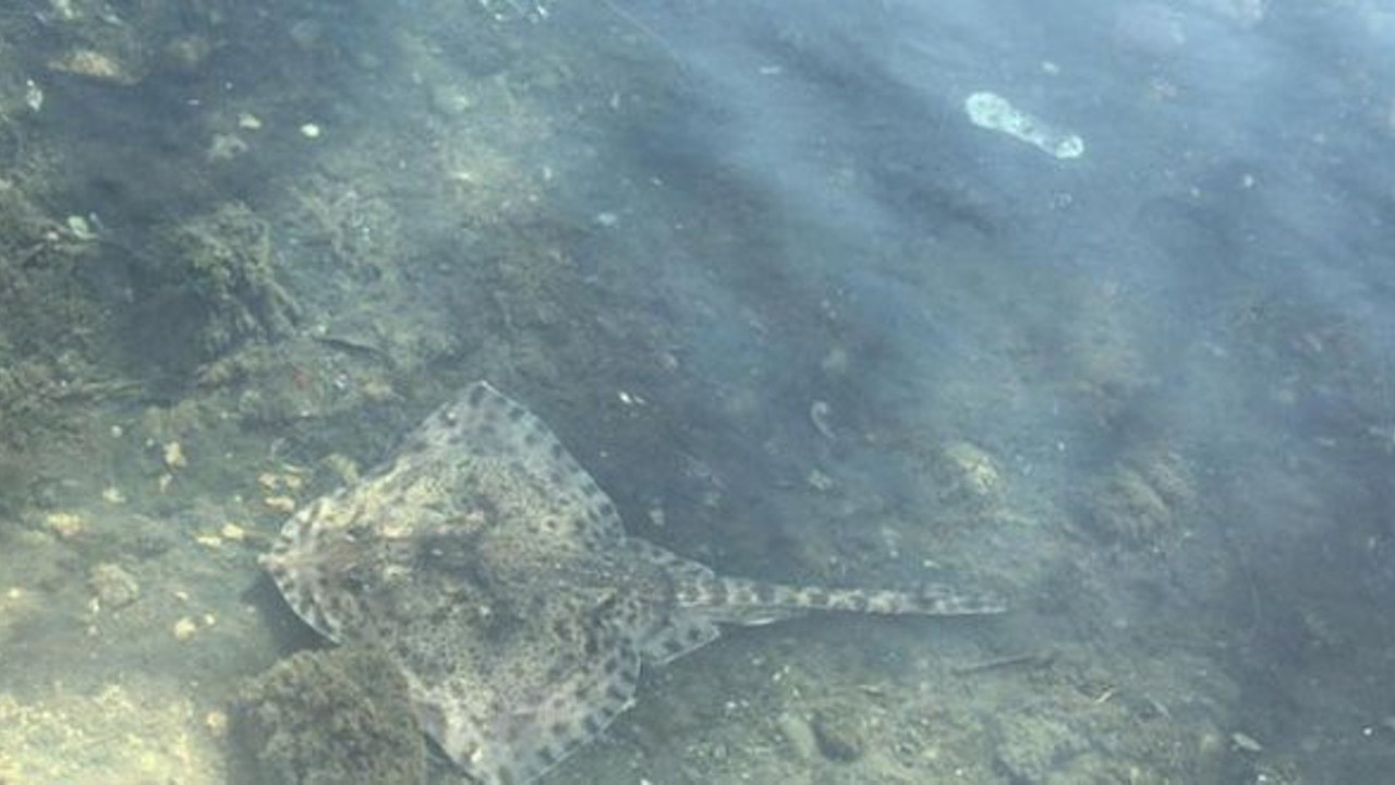 Maltepe'de deniz canlıları karaya vurdu