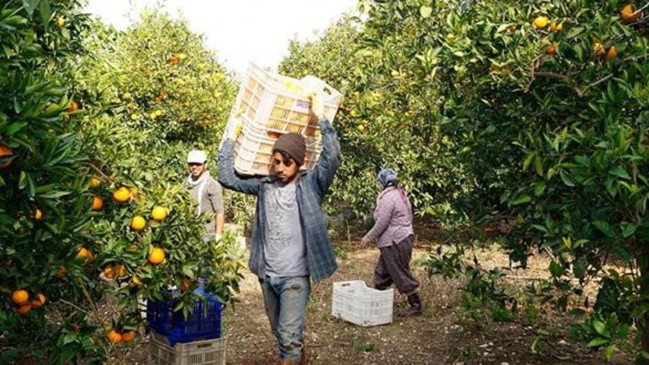 Portakal ağaçlarına duble yol tehdidi
