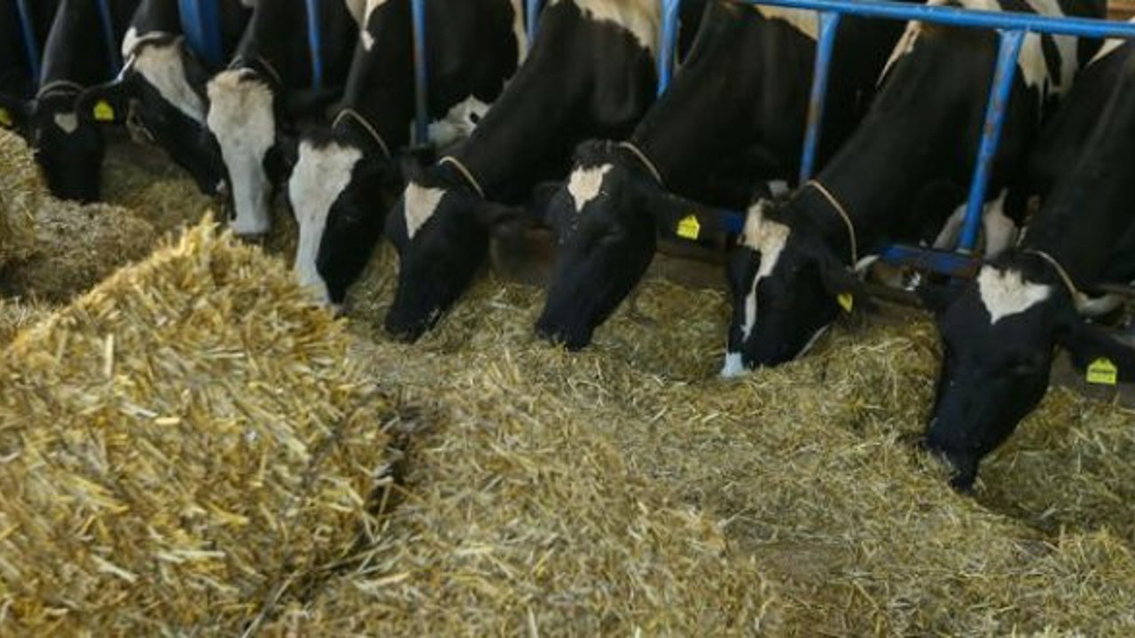 İrlanda'dan 2 bin sığır daha geliyor