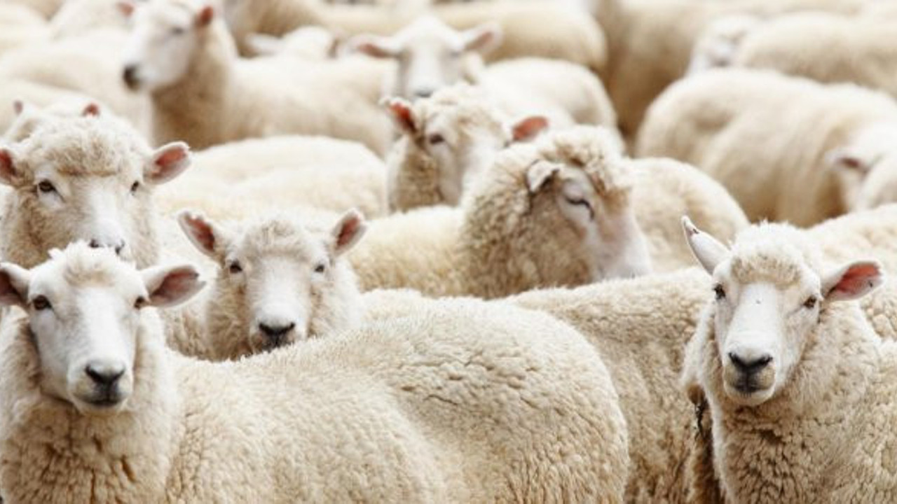 2018 kurban bedeli açıklandı