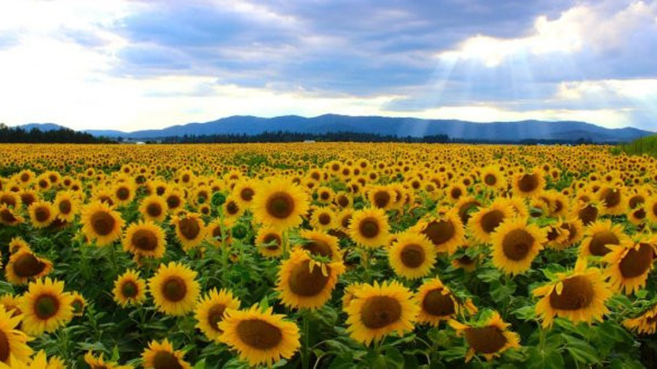 Ayçiçek tohumuna gümrük vergisi artırıldı
