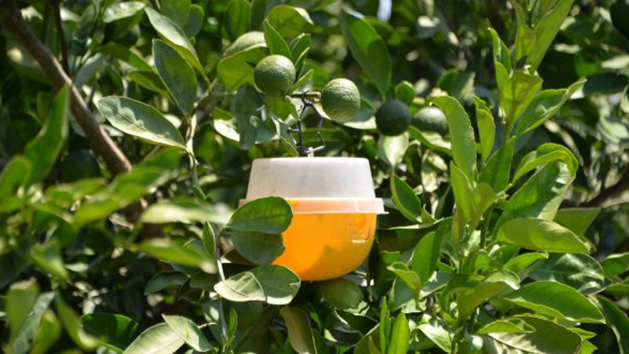 İhracatta 'Akdeniz meyve sineği' korkusu