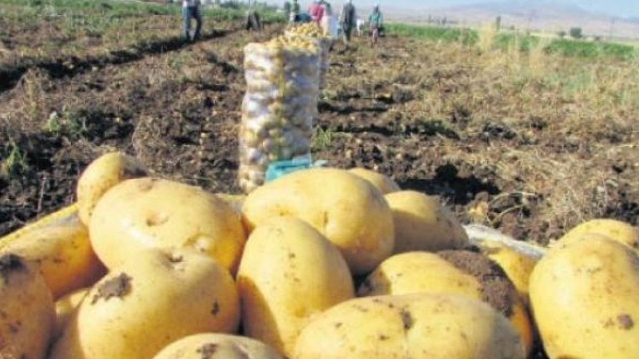 Patatesi bu sefer de hastalık vurdu
