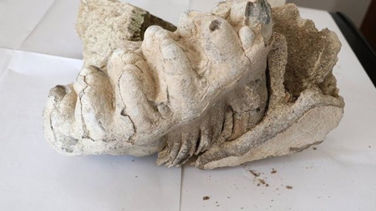 Yozgat'ta 8 milyon yıllık fosil