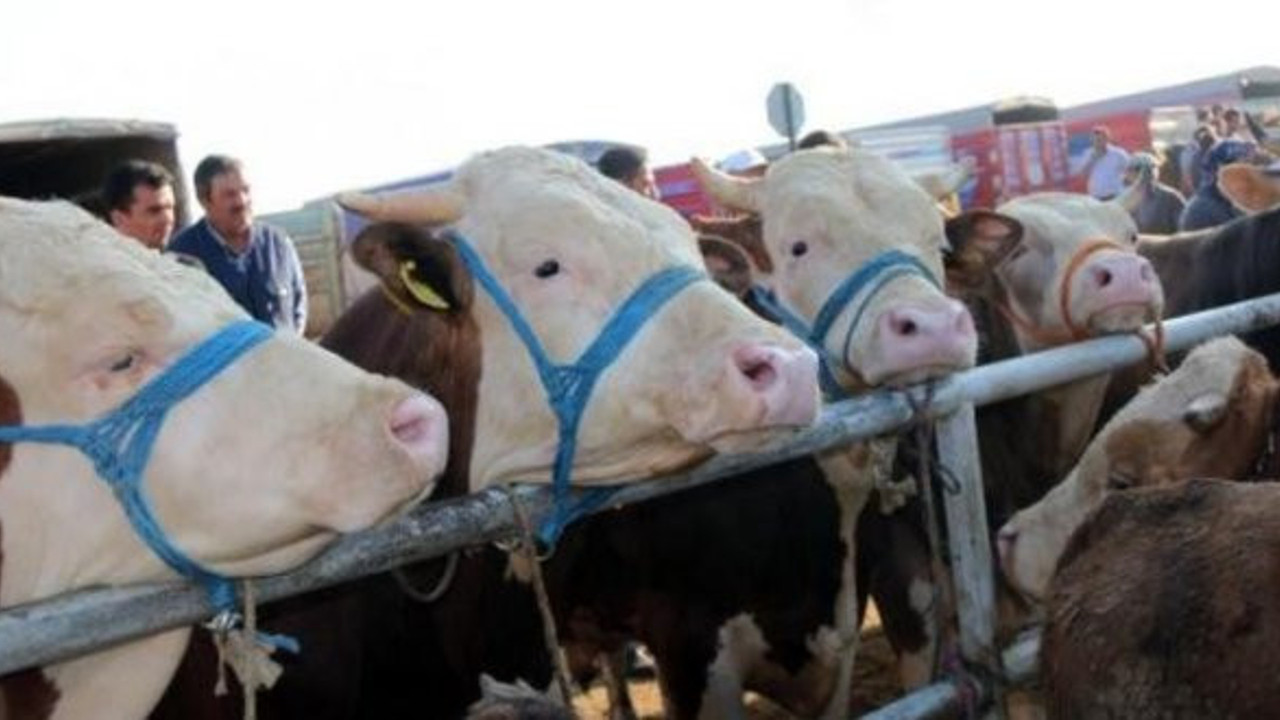 Kurbanlıklarda büyük tehlike