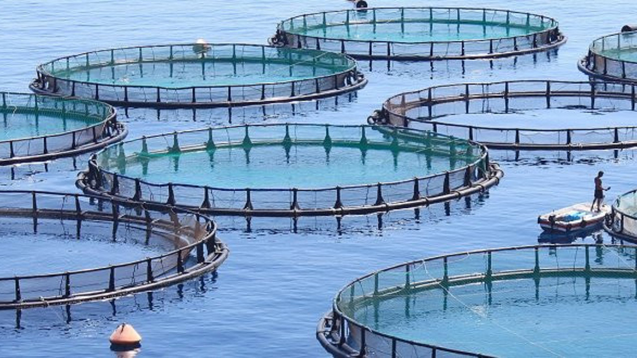 Balık çiftlikleri için ÇED raporu kararı