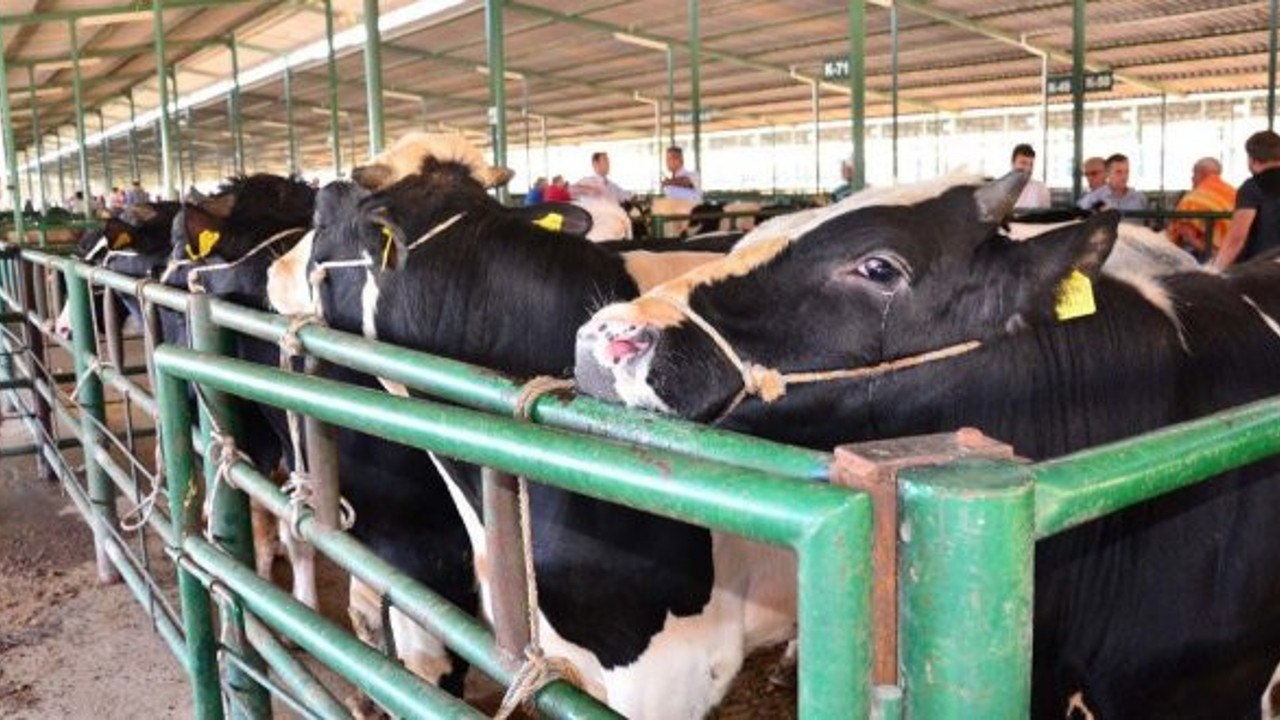 Sığır ithalatında büyük artış
