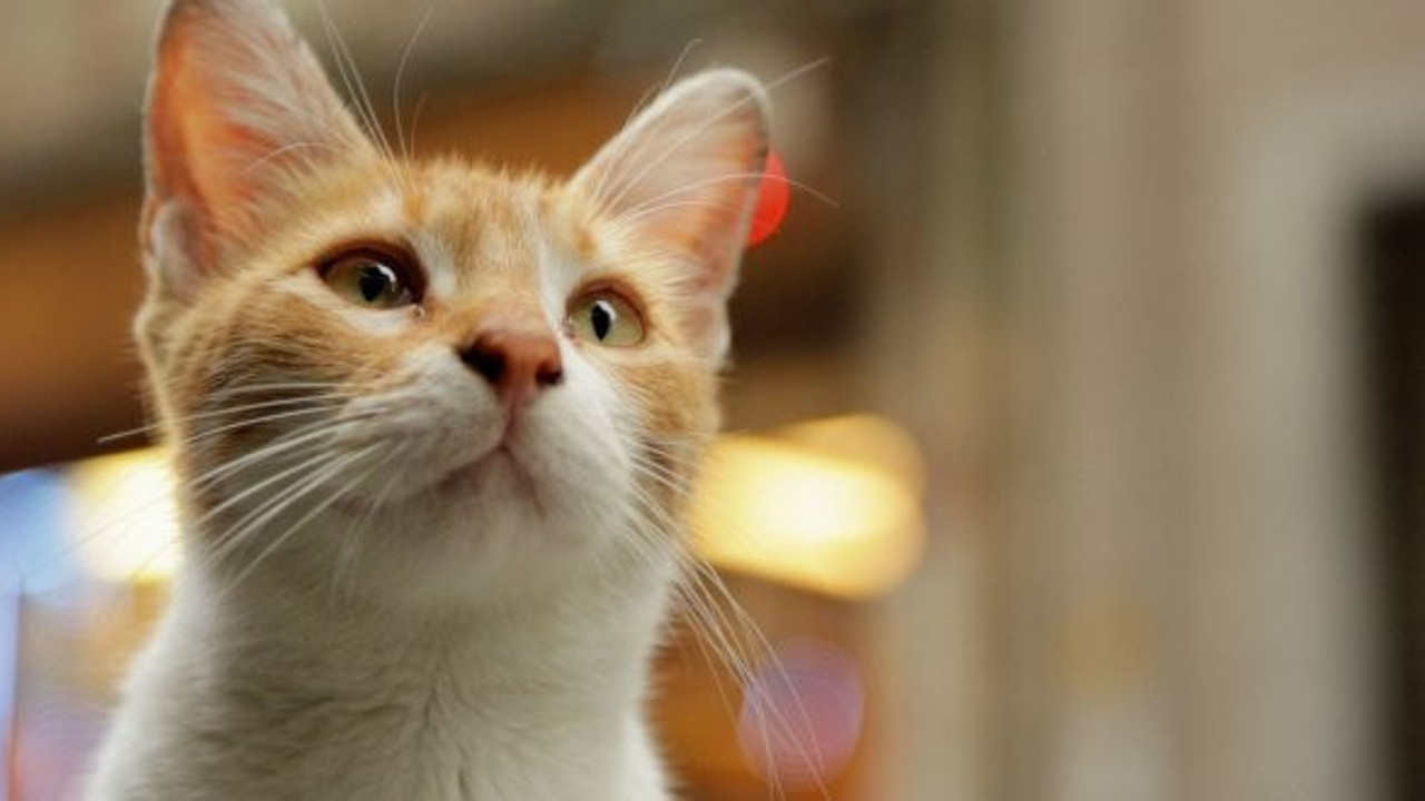 Kedi beslemek yasaklanıyor