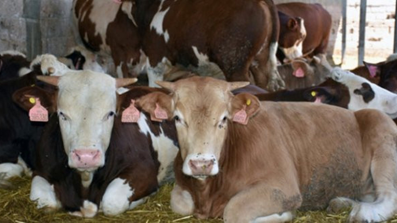 İzmir'de şarbon var mı?