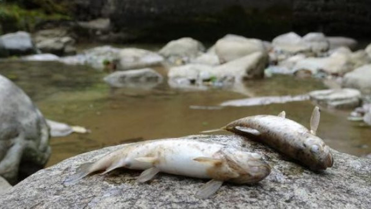 Çaykara'da toplu balık ölümleri