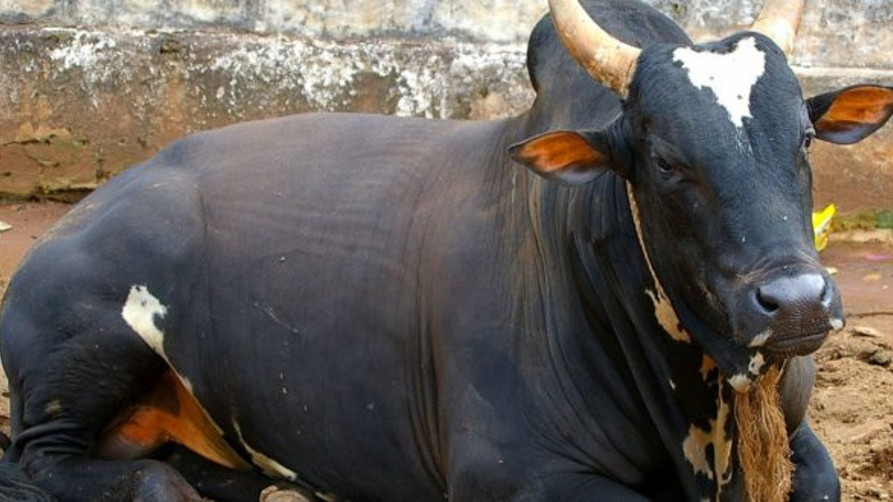 Et ve canlı hayvandan sonra yeni ithalat hamlesi