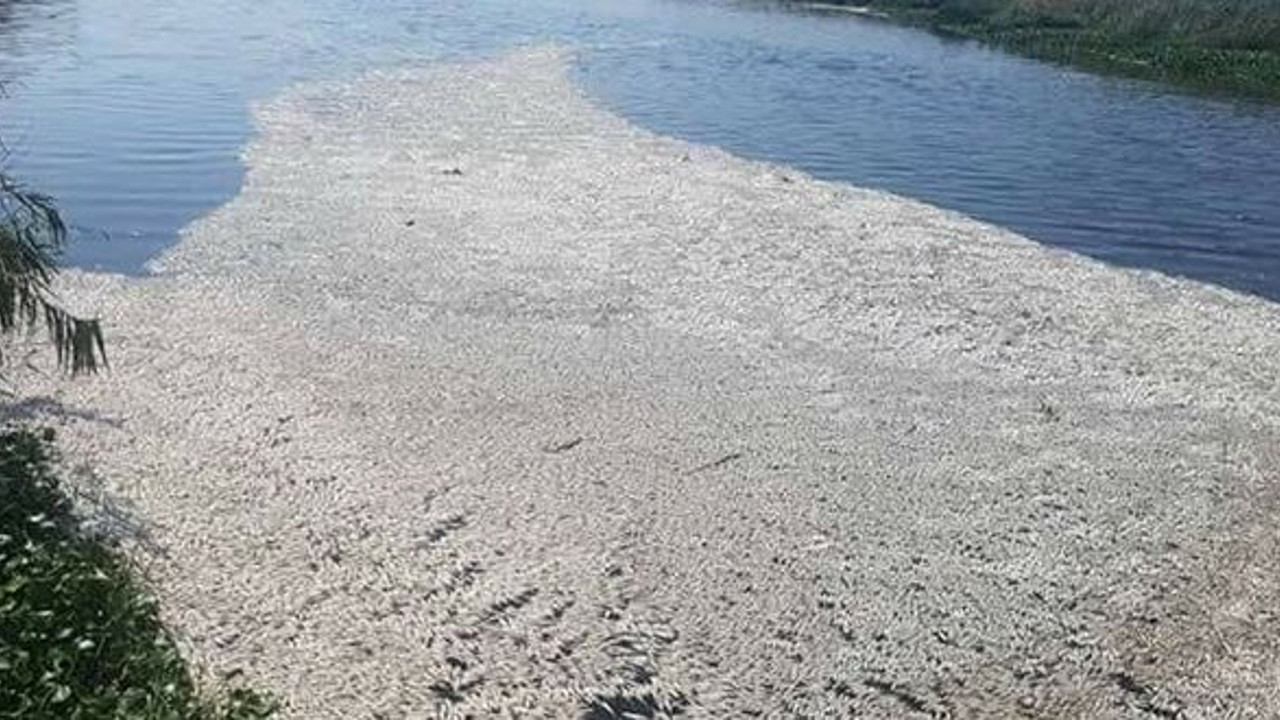 Balık ölümlerinin sebebi belli oldu
