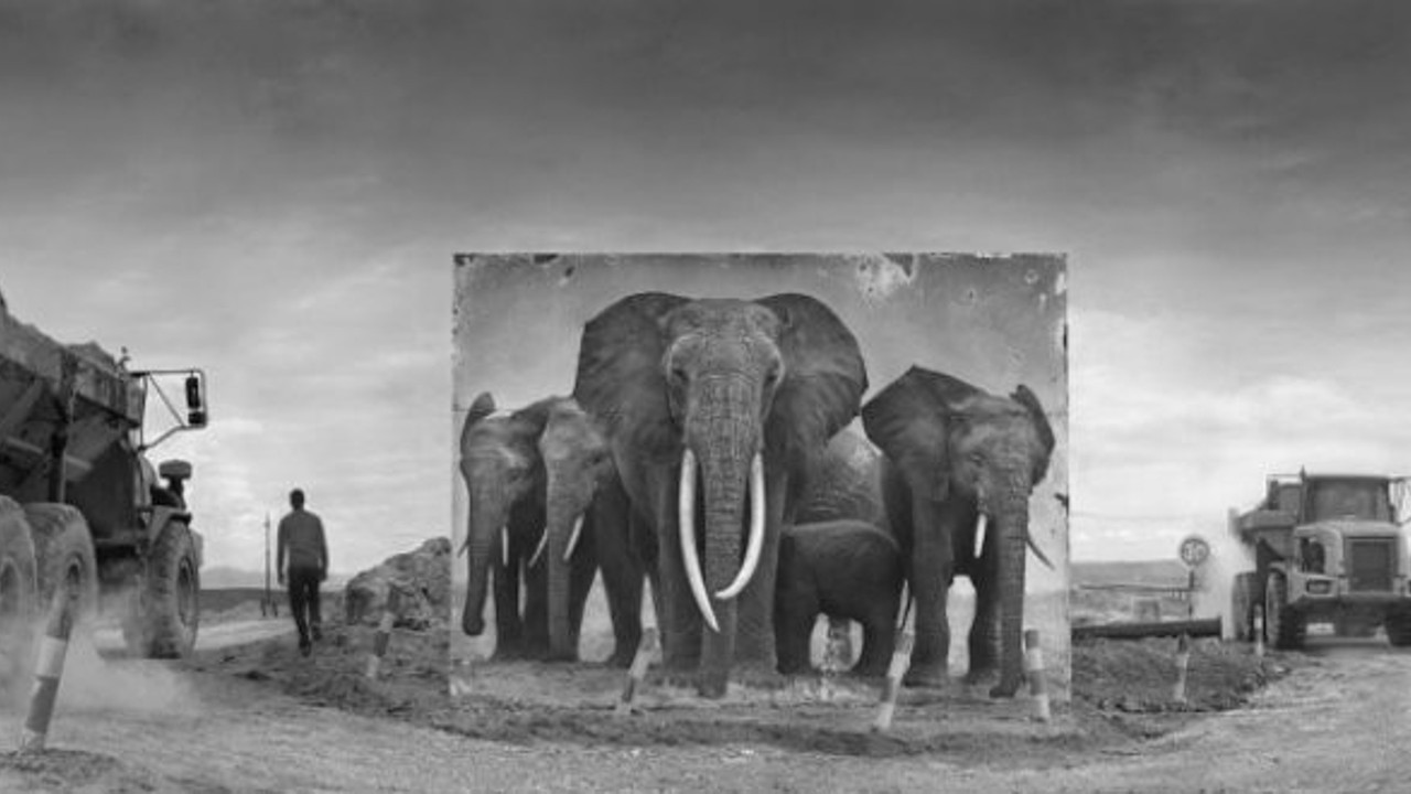 Son 50 yılda doğal yaşamın yüzde 60'ı yok oldu