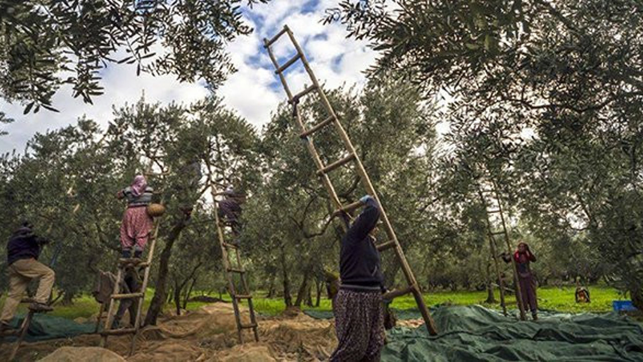 Zeytin üreticisinden fiyatlara tepki