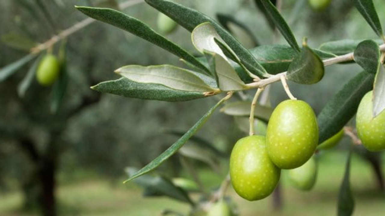 Marmarabirlik zeytin alımını durdurdu