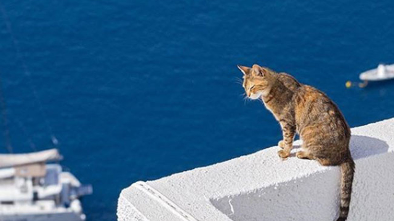 Sadun Boro'ya eşlik eden evcil hayvanı hangisiydi? Hadi İpucu Cevabı