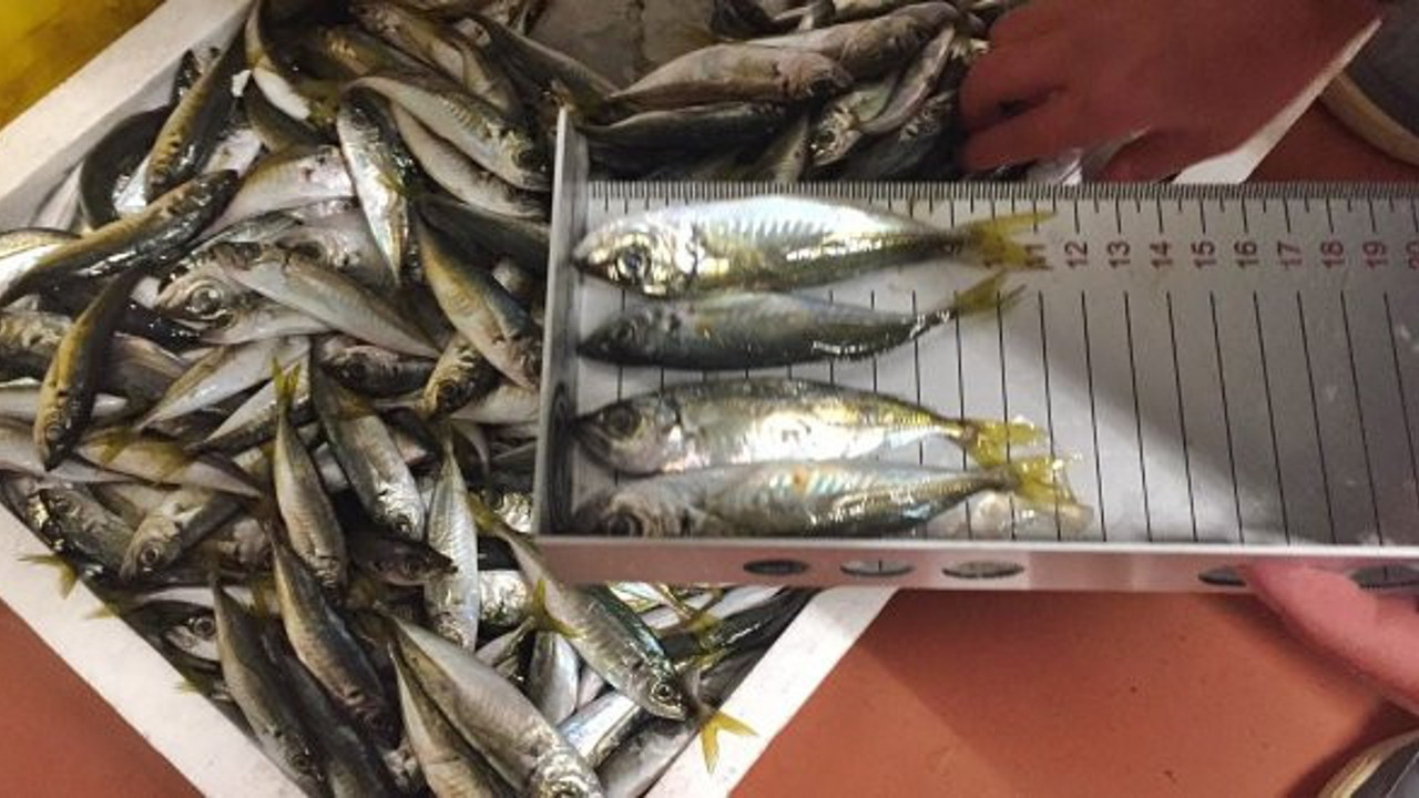 Su Ürünleri Hali'nde 22 ton balığa el konuldu