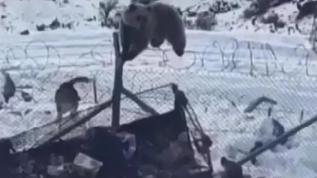 Aç kalan ayı, askeri üs bölgesine girdi