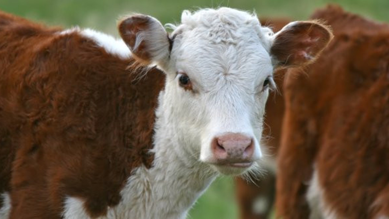 "3 yılda 215 bin buzağı öldü"