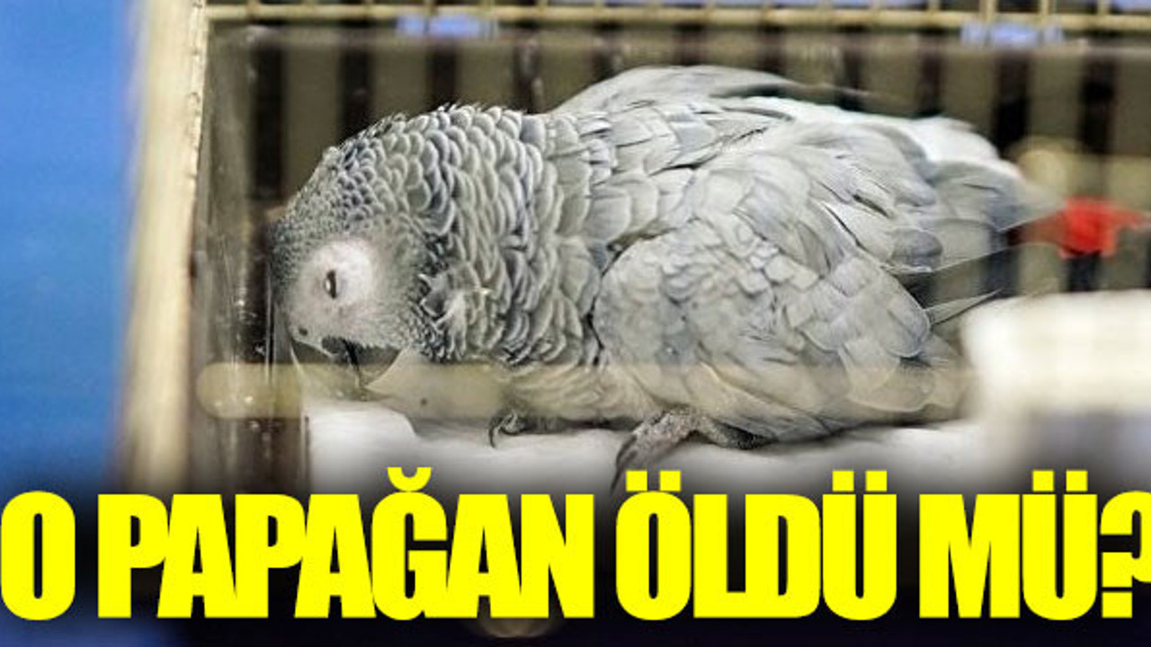 Masterchef Murat'ın eziyet ettiği papağan öldü mü?